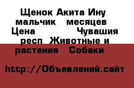 Щенок Акита-Ину, мальчик 5 месяцев › Цена ­ 45 000 - Чувашия респ. Животные и растения » Собаки   